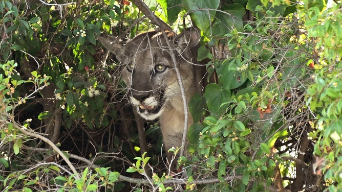 Mountain lion