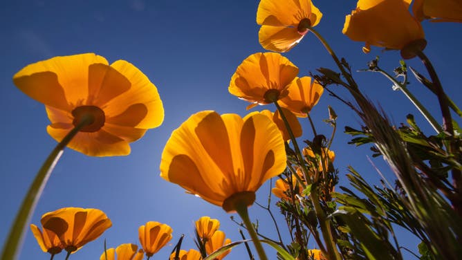 California poppies (Eschscholzia californica), the official state flower of California, bloom on the slopes of Steele Peak as the spring wildflower season nears on February 20, 2023 near Perris, California. Powerful storms brought heavy rains across much of the state in January, leading many to hope for another so-called "superbloom" of wildflowers like that of the spring of 2017. Wildflower blooms generally begin to peak in March and early April in the lower elevations, and later at higher elevation areas.
