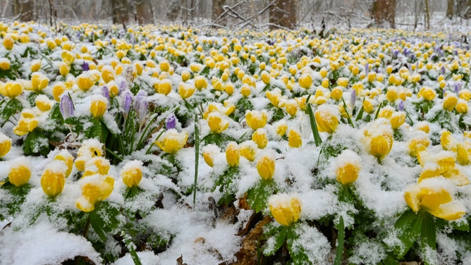 Snow covers spring flowers in March 2023 in Germany.