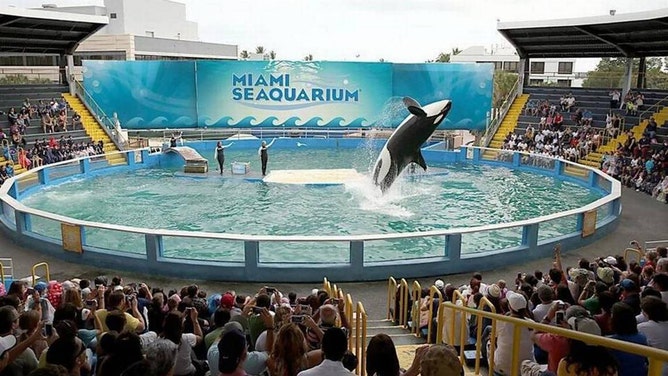 Lolita the killer whale, also known as Toki or Tokitae, performs in her stadium tank in Miami in January 2014.