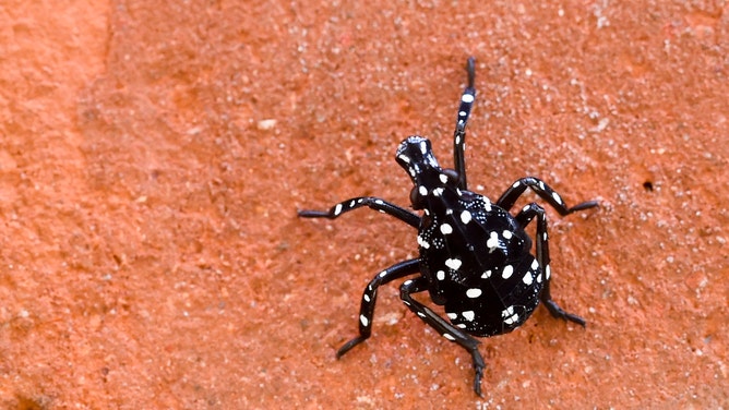 Spotted lanternfly first instar nymph.