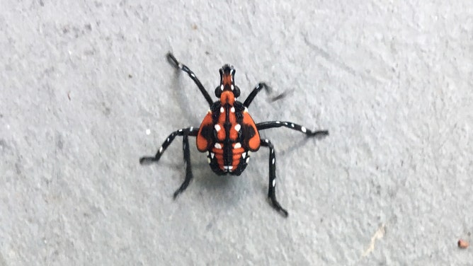 Spotted lanternfly fourth (final) instar nymph (immature).