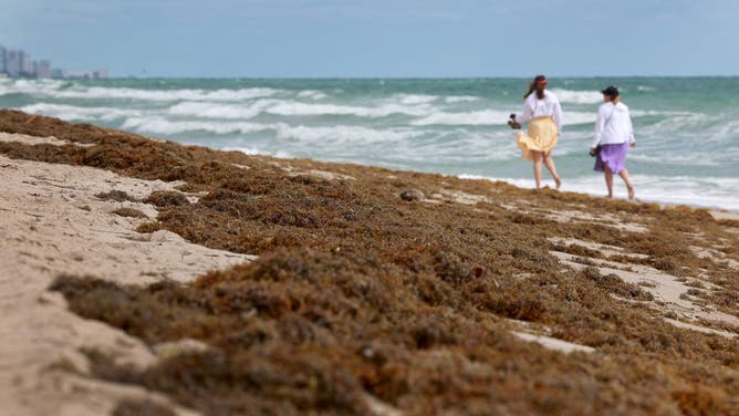 Beachgoers walk past seaweed that washed ashore on March 16, 2023 in Fort Lauderdale, Florida.