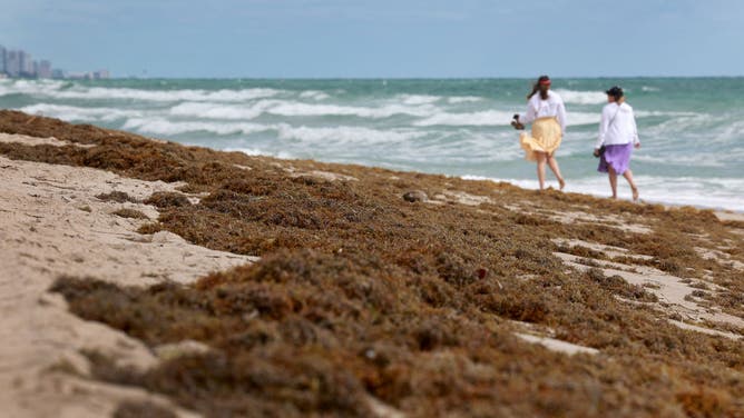 FILE - Beachgoers walk past seaweed that washed ashore on March 16, 2023 in Fort Lauderdale, Florida.