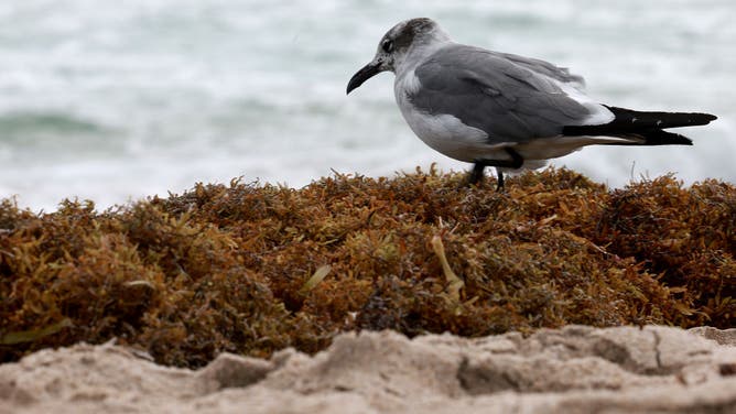 A seagull walks over seaweed that washed ashore on March 16, 2023 in Fort Lauderdale, Florida.