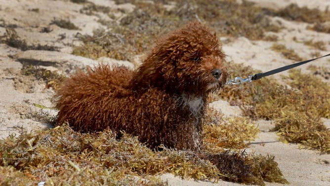 Florida seaweed