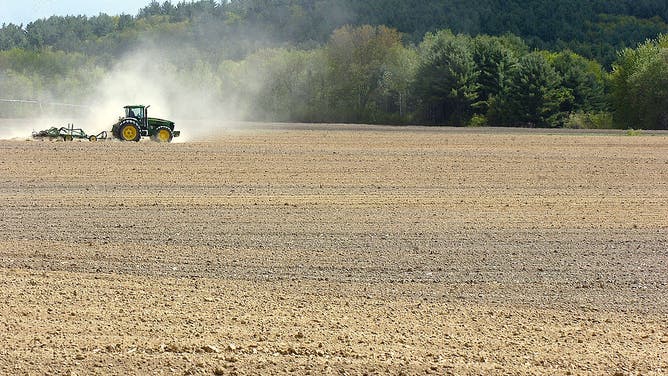 Potato production