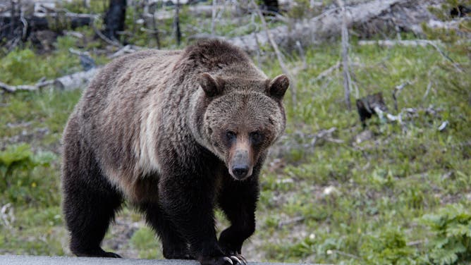 Woman Found Dead After Apparent Grizzly Bear Encounter Near Yellowstone ...