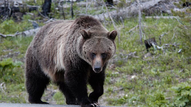 Grizzly Bears on Yellowstone