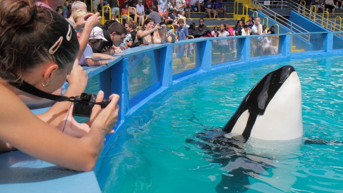 The audience at the Miami Seaquarium watching Lolita the killer whale at her 40th anniversary performance.