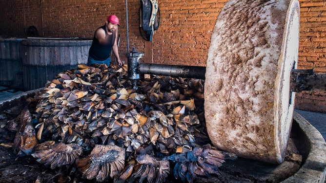 Third-generation master "mezcalero" Rogelio Mateo chops up "Espadin" agave hearts. 