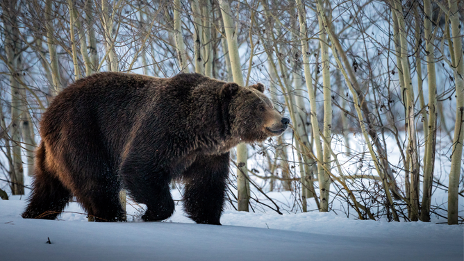 FILE - A grizzly bear is seen walking in a snowy forest.
