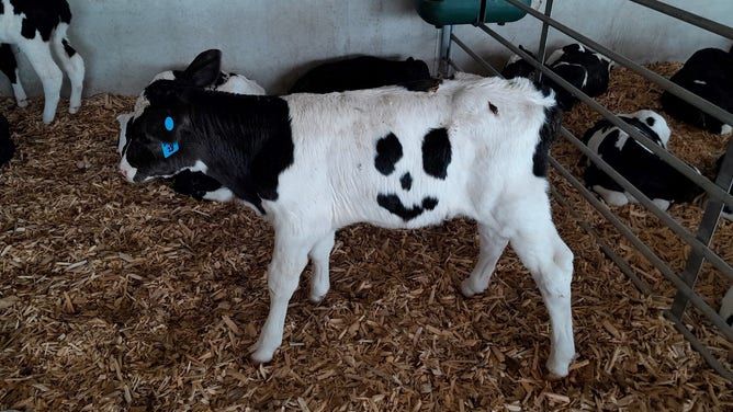 Happy the calf. 