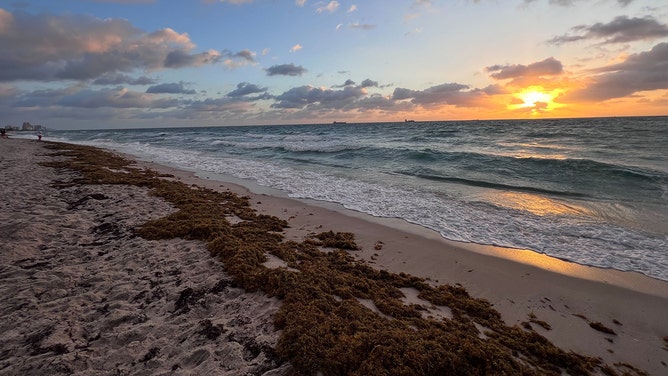 Massive seaweed bloom starts washing ashore on Florida beaches