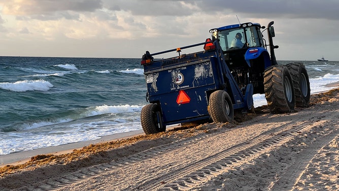 Massive seaweed bloom starts washing ashore on Florida beaches