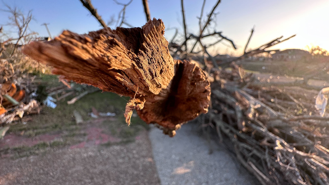A broken tree branch in Rolling Fork, Mississippi.