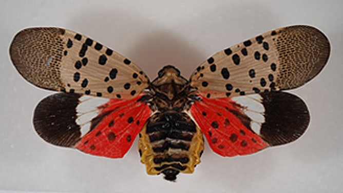 Pinned spotted lanternfly adult with wings open.