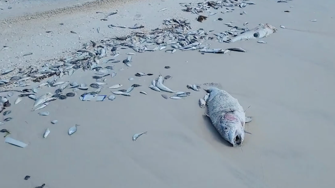 Fish kill on Barefoot Beach Preserve in Florida.