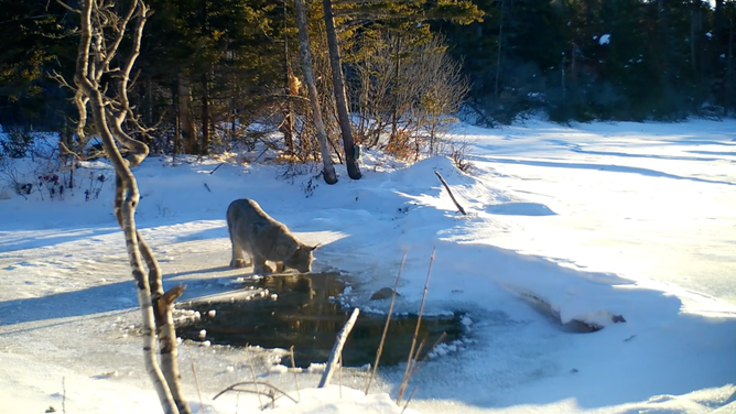 A lynx laps up water from the pond. February 7, 2023.