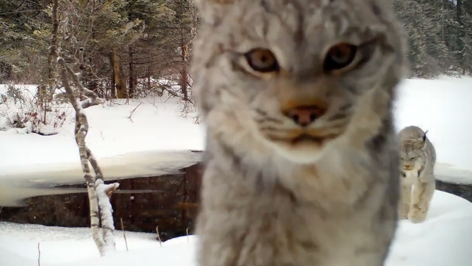 Two lynx investigate the trail camera closely. February 14, 2023.