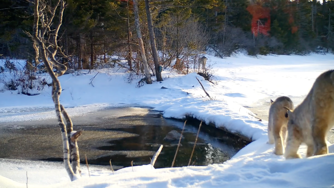 Three lynx -- two in the foreground and one barely visible behind the trees -- walk in a line. February 15, 2023.