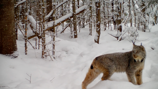 A lynx in a snowy Maine forest. January 23, 2023.