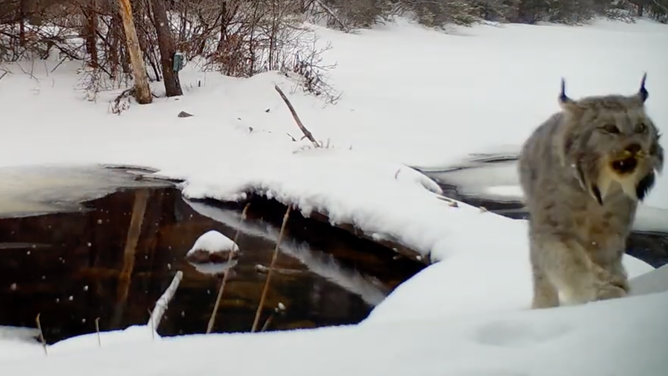 A lynx calls out in Maine. February 14, 2023.