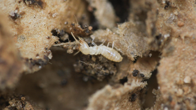 Photo shows one termite