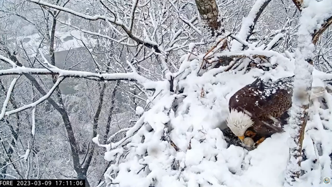 Liberty checks on the egg before she sits down. March 9, 2023.