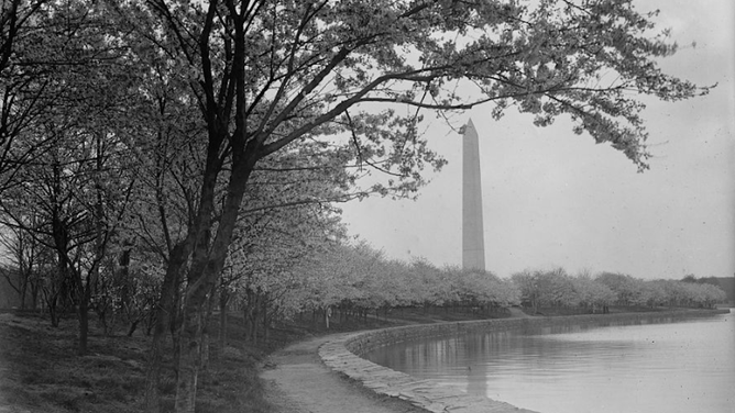 Japanese cherry trees line the walkway at the edge of the Tidal Basin, 1919.