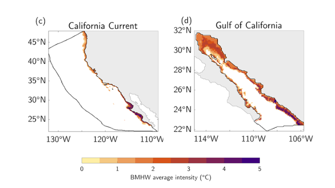 These illustrations show the average intensity of bottom heat waves ( heat anomalies) that occurred between 1993 and 2019 in each of the large marine ecosystems studied by a team of NOAA scientists. 