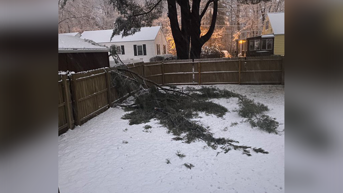 A large tree branch snapped under the weight of heavy, wet snow in Springfield, Massachusetts.