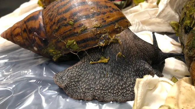 Six live Giant African Snails found at airport by Detroit customs officials
