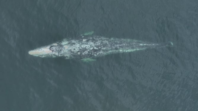 A gray whale is said to have successfully migrated on an epic 12,000-mile roundtrip from its feeding grounds in Alaska to the breeding grounds in Mexico – all without its tail fin, according to Jessica Roame, the education manager for Newport Whales in Newport Beach.