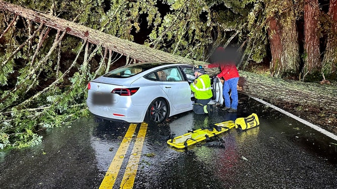 Car crushed by falling tree in California 3/10/2023