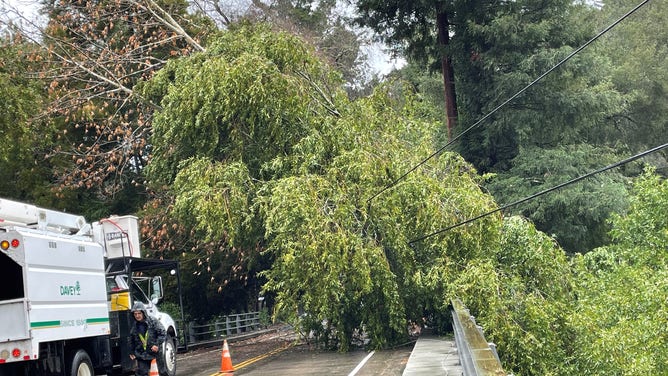 Tree falls on Power Lines