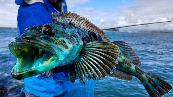 Ling cod, like this one caught off of Humboldt Bay Jetty in California, are a member of Pacific groundfish communities vulnerable to impacts from bottom marine heat waves.