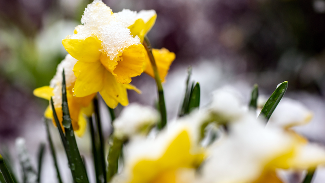 FILE - A daffodil stands in a garden after snow fell.