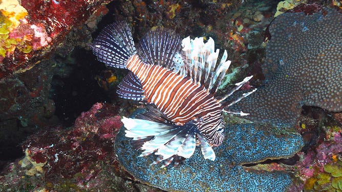 A lionfish.