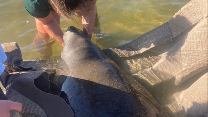 Red tide manatee rescue