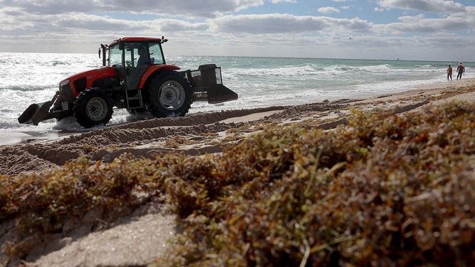 A tractor plows seaweed that washed ashore into the beach sand on March 16, 2023, in Fort Lauderdale, Florida.