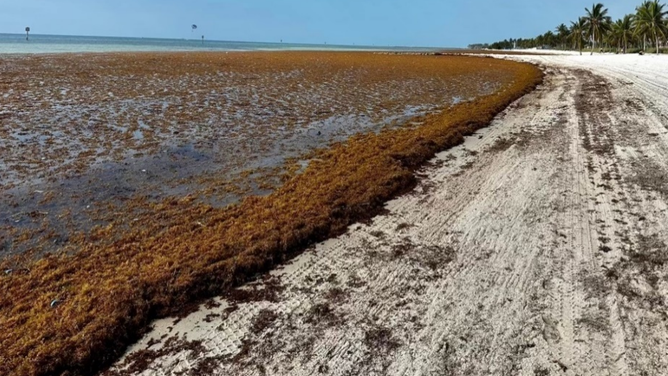 Smathers Beach seaweed