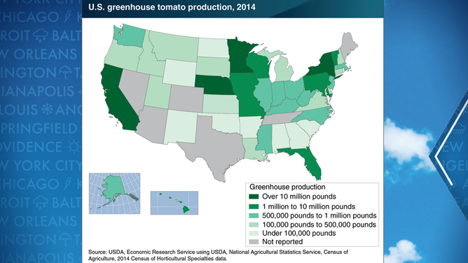 US tomato greenhouse production
