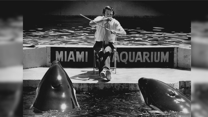Jim Turner serenades Hugo and Lolita at the Miami Seaquarium, Florida, March 26, 1979.