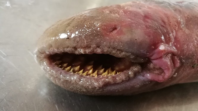 Rare blood-sucking fish washes ashore