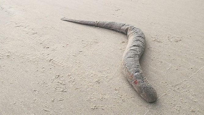 Rare blood-sucking fish washes ashore