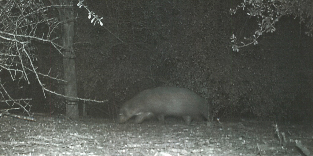 animal trail camera