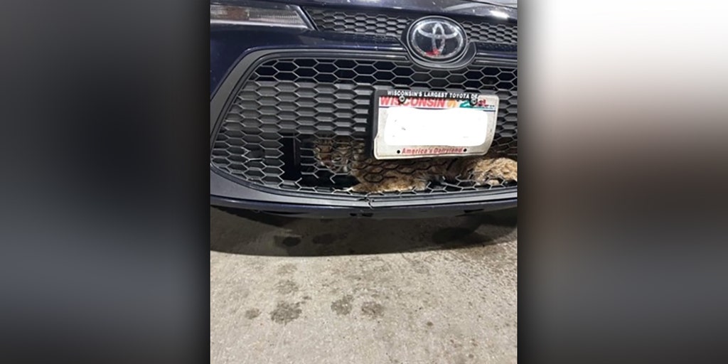 This one baffled them Watch as Wisconsin deputies wrangle bobcat stuck in grille of car This one baffled them Watch as Wisconsin deputies wrangle bobcat stuck in grille of car