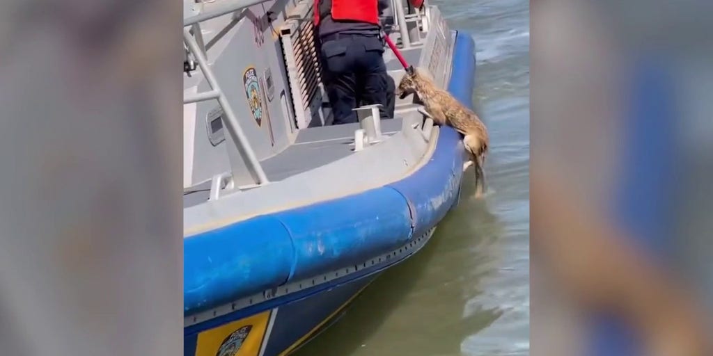 Watch police rescue struggling coyote from New York's East River Fox