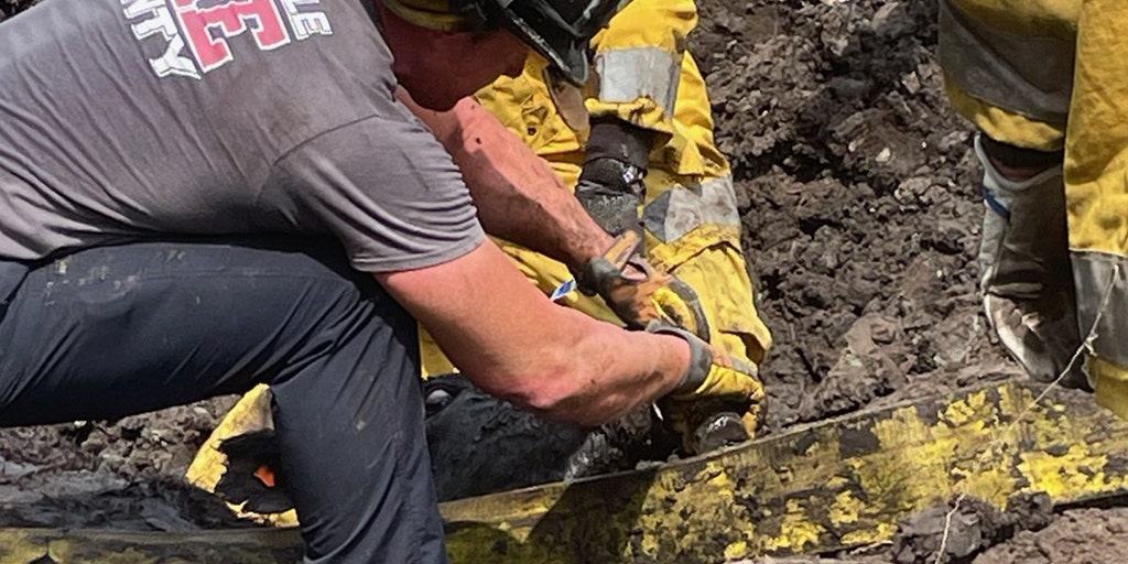 Florida firefighters rescue cow stuck in mud for 24 hours | Fox Weather